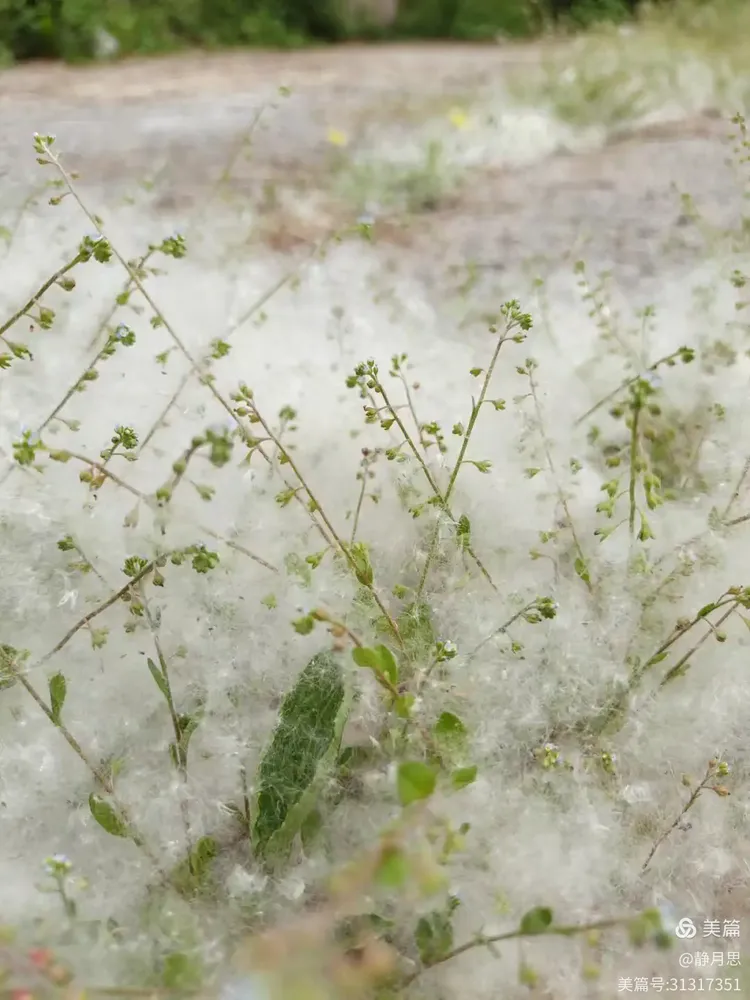 静月思诗词之青城九友同赋《鹧鸪天•杨花》